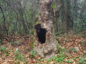 Natur von Samos auf dem Weg zu den Dörfern Ampelos und Stavrinides. Natur von Samos auf dem Weg zu den Dörfern Ampelos und Stavrinides