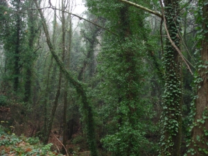 Nature of Samos the way to the villages Manolates and Vourliotes. Nature of Samos the way to the villages Manolates and Vourliotes